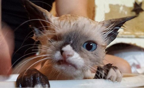 獨眼小貓咪街頭流浪