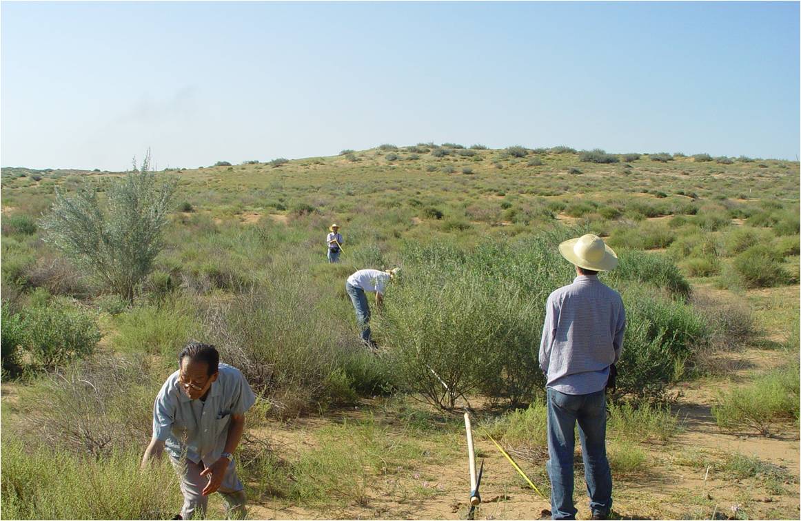 ����g���_�м�����ÿ�궼�Գ�ȥ��ԭ�����ڲݵرO(ji��n)�y���F(xi��n)��82�q���g�Ą���g�Еr߀�����������о����������_��ɳ�؜y����ľ���L���ܶ����˽�ֲ����ɳ��ɳ��Ч����