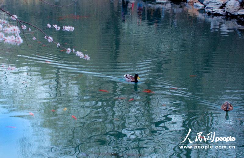 �W(w��ng)����xwl������ˮů����֪������ӳ�������������Y���zӰ��