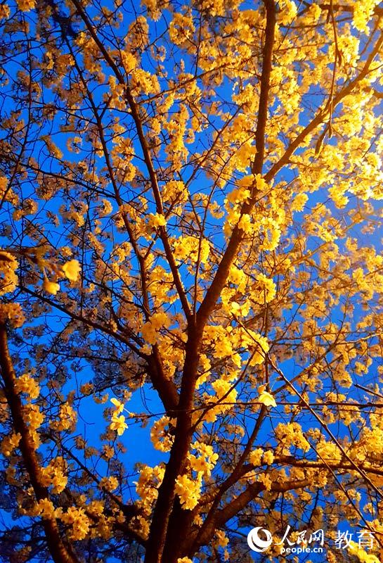 ���ѻ�ʢ�_ �zӰ ��l(f��)��