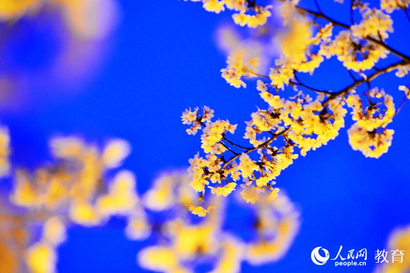 ���ҹ�� �zӰ ��l(f��)��