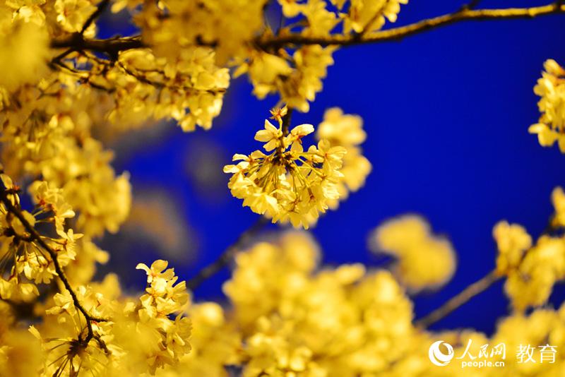 ���ҹ�� �zӰ ��l(f��)��