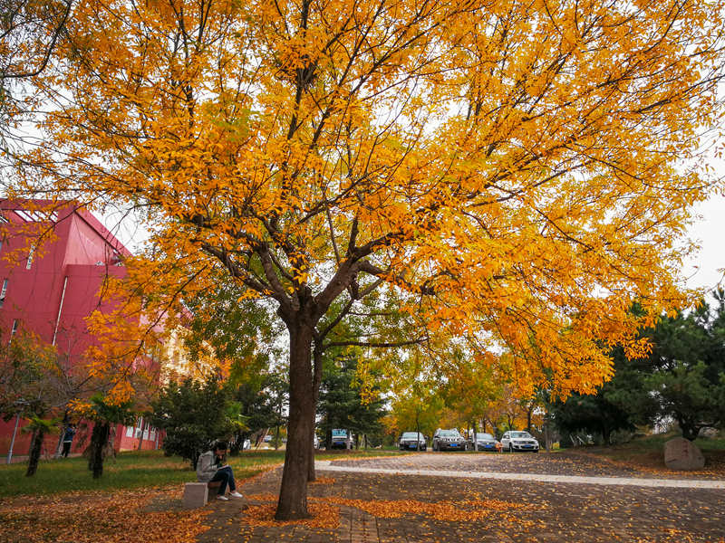 曲阜師范大學(xué) 詩意曲園 （謝仕興/攝）