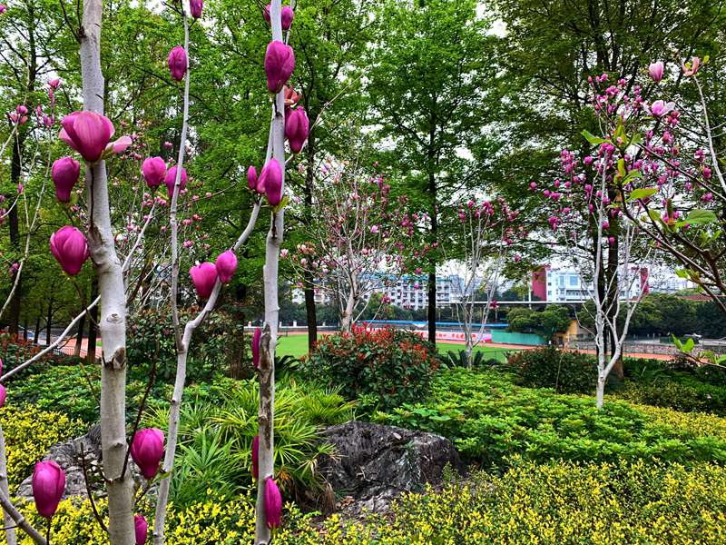 �V��������W(xu��) У�@��(n��i)�r��ʢ�������C(j��)��Ȼ���T��/�z��