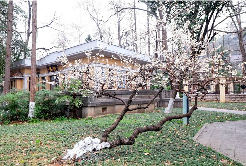 �|�ϴ�W ÷���c÷�����/�z��