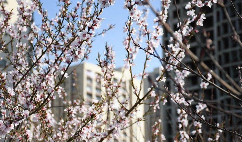 �������g(sh��)�W(xu��)Ժ ԭ����������У�@�����ġ��jᄡ����W(xu��)У�hί���������D��