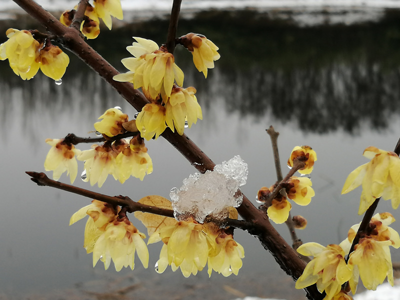 ɽ�|��һ�t(y��)�ƴ�W ��ѩ�sݔ÷һ���㡱��ţ���/�z��