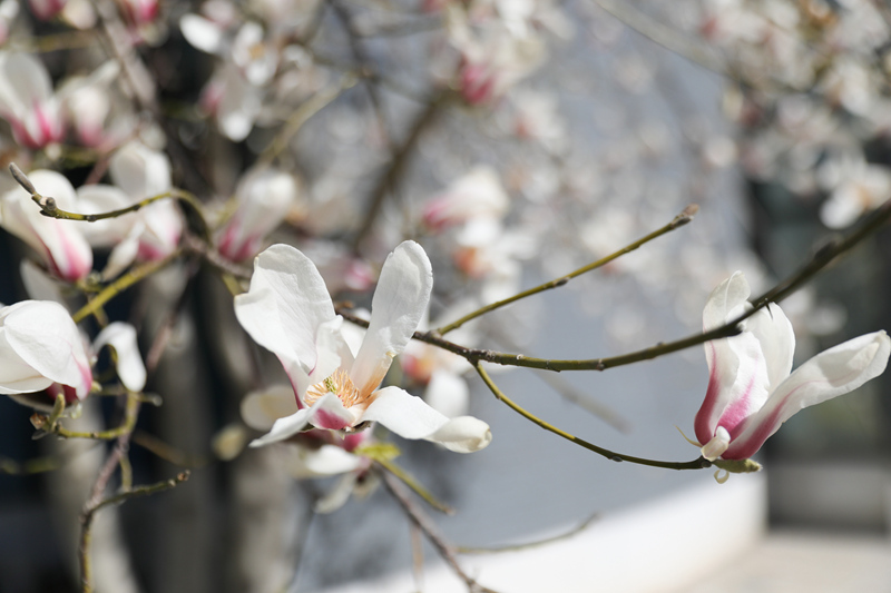 �������պ����W(xu��) �D���^�Tǰ�ďV���������m�����`���γ�/�z��