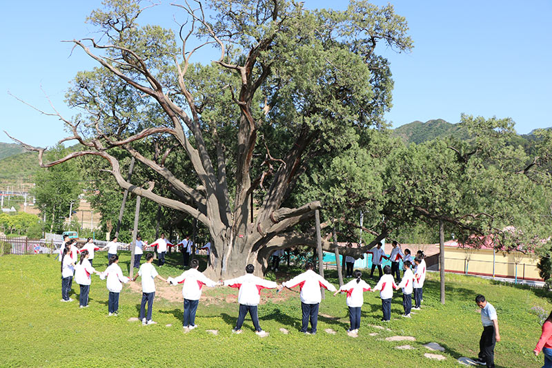 首都師范大學(xué)附屬密云中學(xué)開展保護(hù)古樹名木調(diào)查實(shí)踐課程。北京市教委供圖