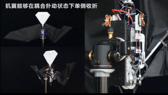 “小隼”撲翼飛行器機翼能夠在耦合撲動狀態(tài)下單側收折。西北工業(yè)大學供圖