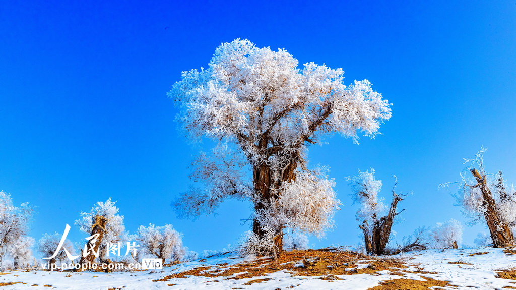 新疆輪南:胡楊霧凇美如畫