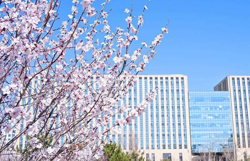 北京航空航天大學(xué)沙河校區(qū)內(nèi)，桃花綻放，與主樓交相輝映。黃天嘉攝