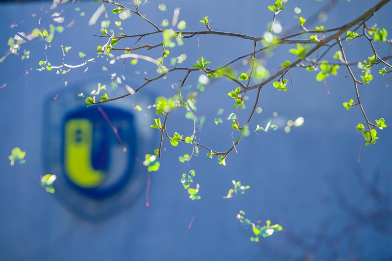 北京外國語大學校園一角，一抹綠色點綴枝頭。大林攝