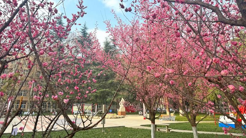 春拂桃柳，西安石油大學(xué)鐵人廣場(chǎng)披上嶄新春衣。馬效鋒攝
