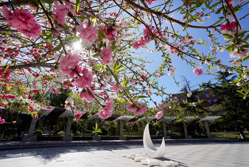 首都經(jīng)濟(jì)貿(mào)易大學(xué)里陽光明媚，春日暖陽傾灑校園。曹海鵬攝