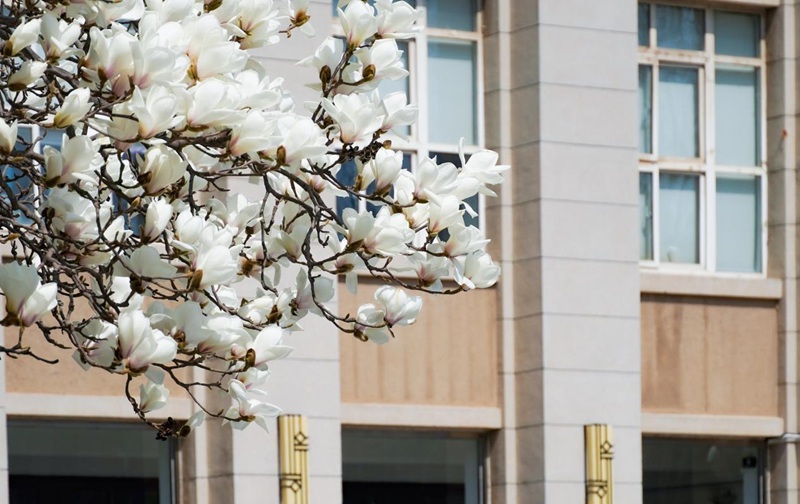 大連理工大學白玉蘭迎風盛放，春意正濃。張輝攝