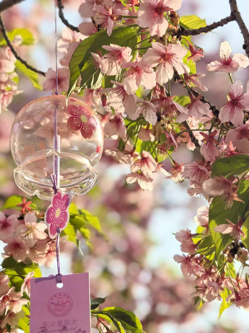 江南大學(xué)，櫻花綻放，書寫春之詩篇。畢俊峰攝