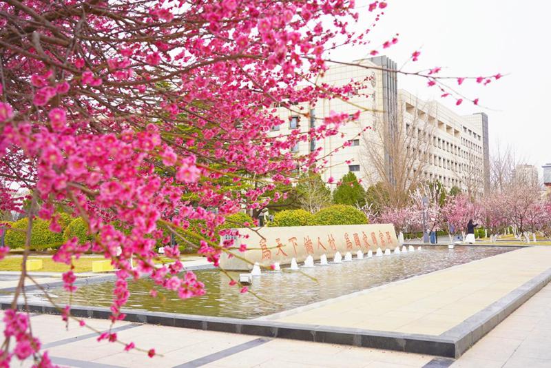 山東大學校園內(nèi)，紅梅盛開，生機盎然。于芳菲攝