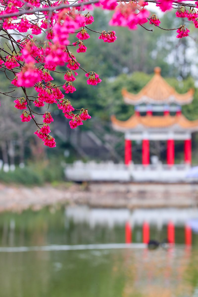 西南政法大學內，毓秀湖邊春風拂面。荊仁科攝