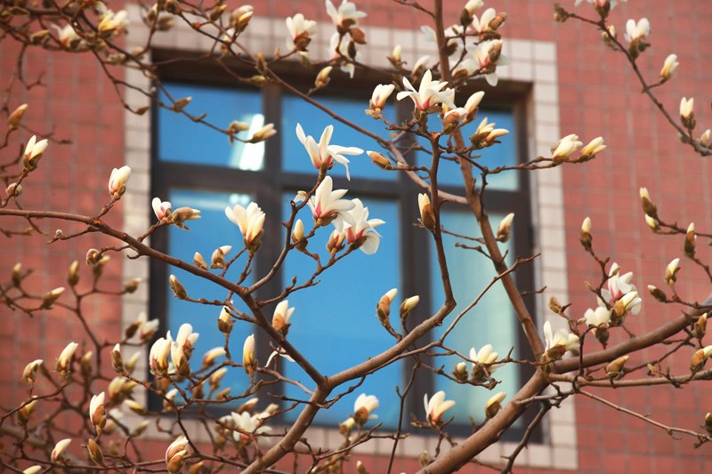 中國(guó)戲曲學(xué)院樓前，玉蘭花綻放。陳大威攝