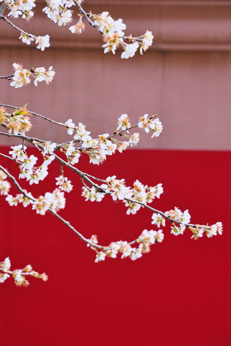 中南財(cái)經(jīng)政法大學(xué)，紅墻白花映出早春圖景。崔楨楨攝