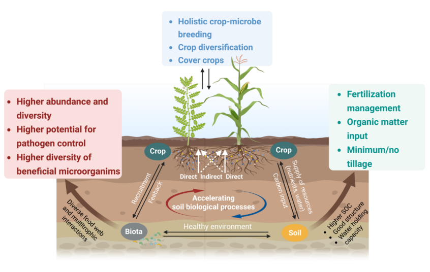 示意圖為基於植物-土壤反饋理念的土壤健康管理技術(shù)。校方供圖