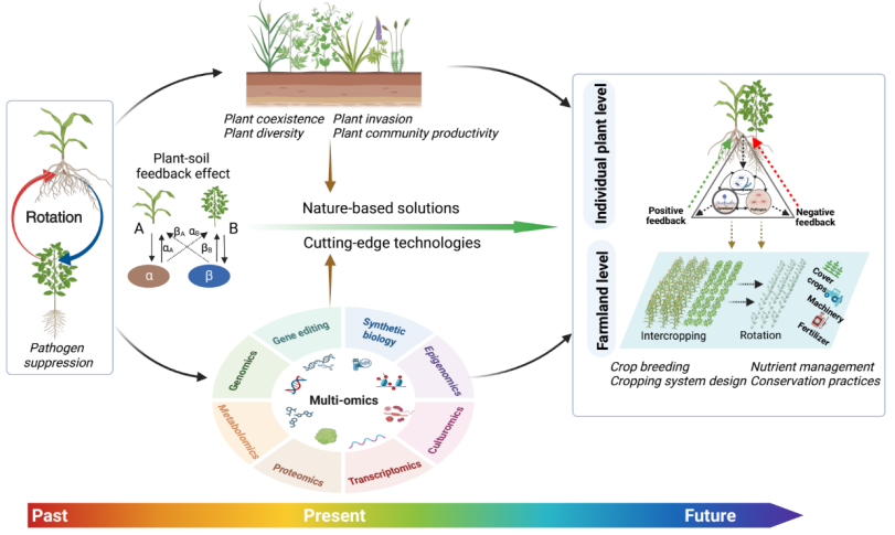 植物-土壤反饋助推農(nóng)業(yè)可持續(xù)發(fā)展示意圖。校方供圖