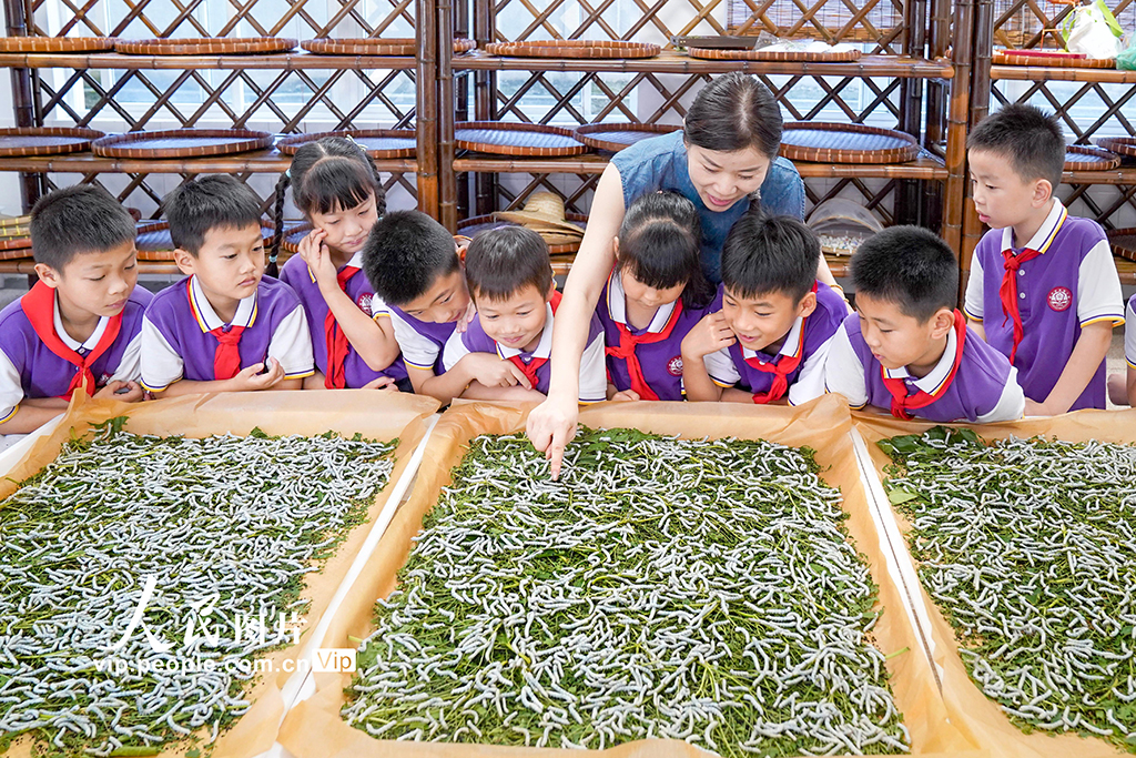 浙江安吉：桑蠶文化進校園【3】