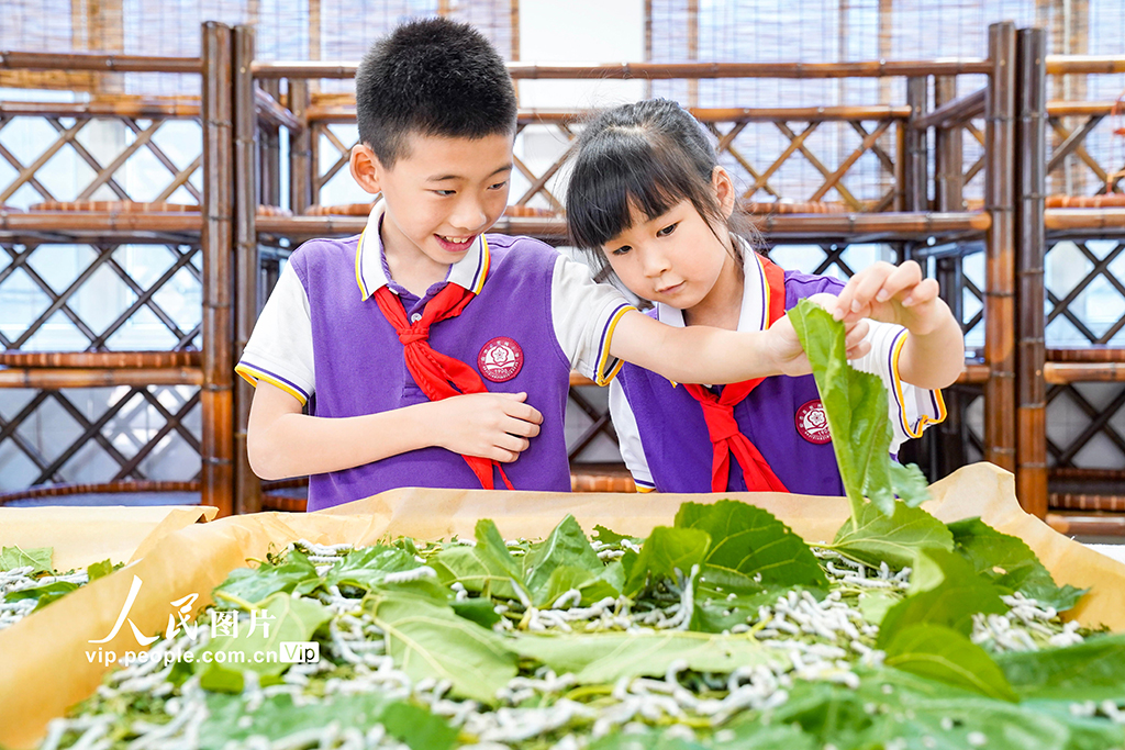 浙江安吉:桑蠶文化進(jìn)校園【2】