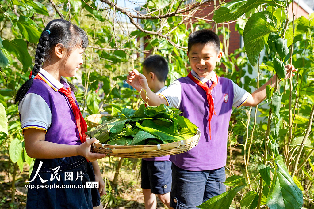 浙江安吉：桑蠶文化進(jìn)校園【5】