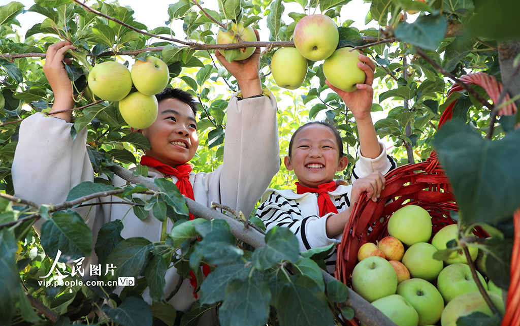 甘肅民樂：校園“豐收節(jié)”