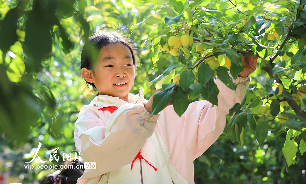 甘肅民樂：校園“豐收節(jié)”【3】