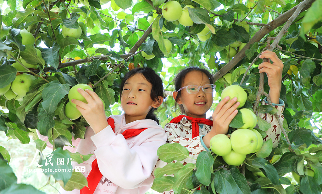 甘肅民樂：校園“豐收節(jié)”【4】