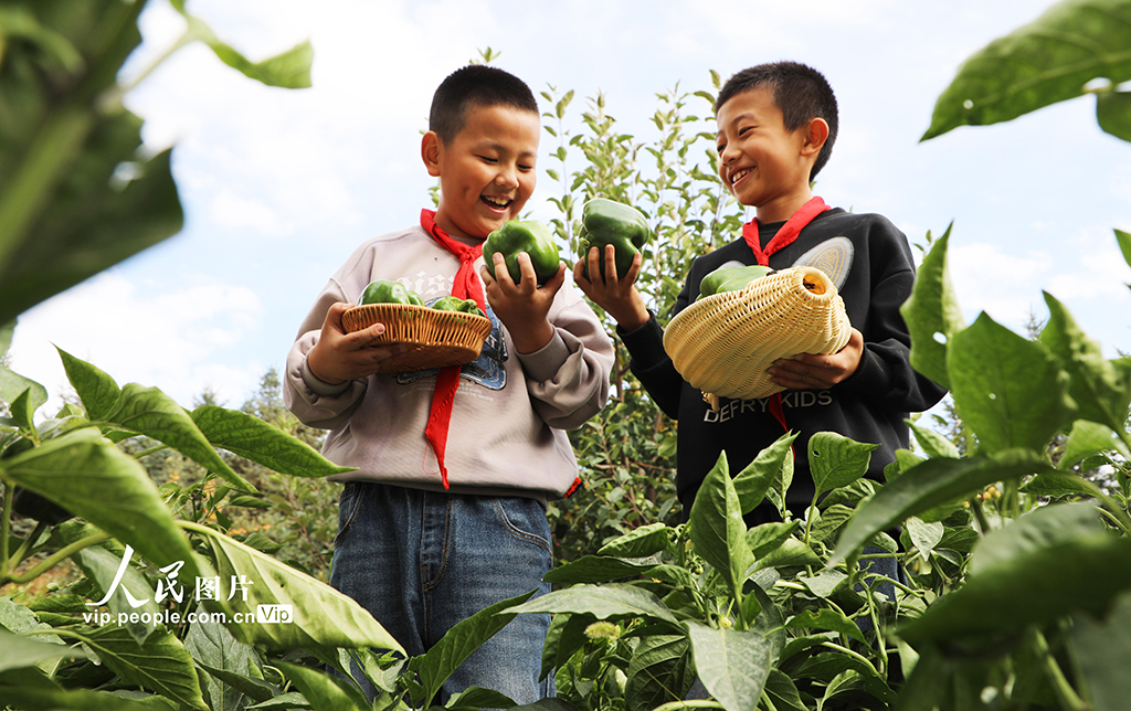 甘肅民樂(lè)：校園“豐收節(jié)”【5】