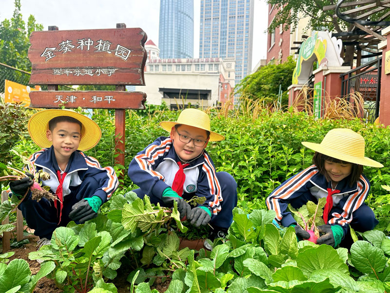 學(xué)生們?cè)谛@種植園拔蘿卜。學(xué)校供圖
