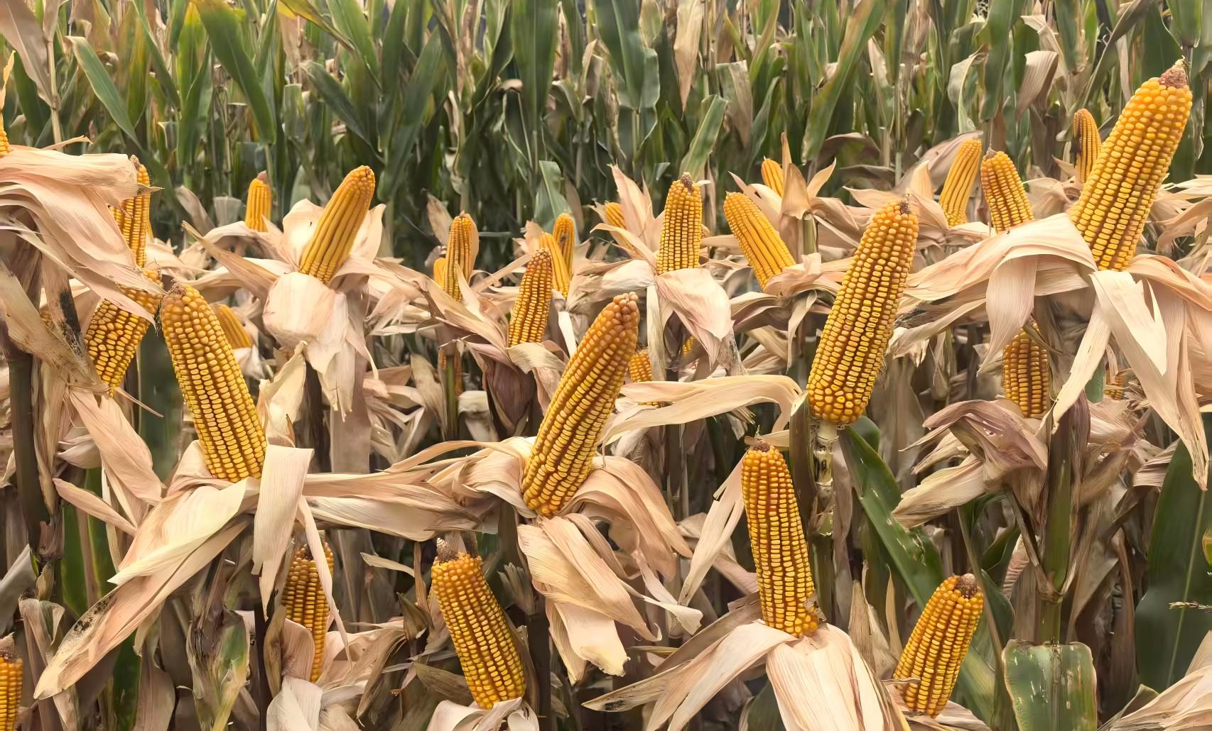 示范田現(xiàn)場。圖片來源：中國農(nóng)業(yè)科學(xué)院作物科學(xué)研究所網(wǎng)站