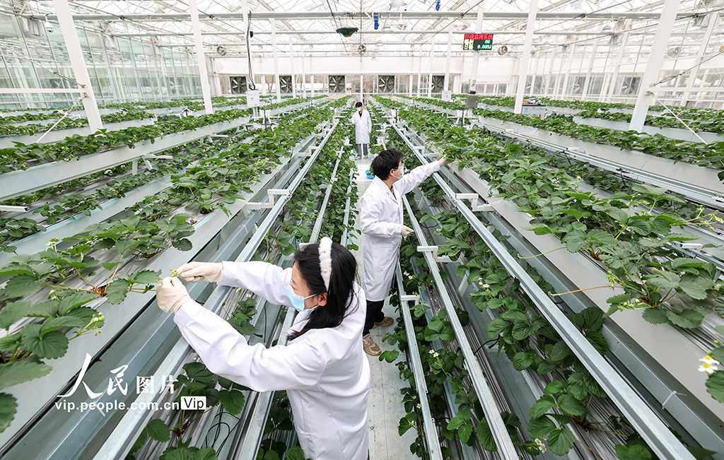 上海:實(shí)訓(xùn)基地學(xué)“智慧農(nóng)業(yè)”