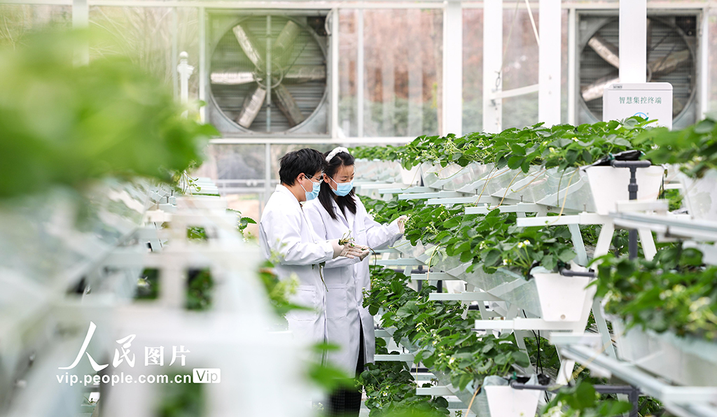 上海：實訓(xùn)基地學(xué)“智慧農(nóng)業(yè)”【2】
