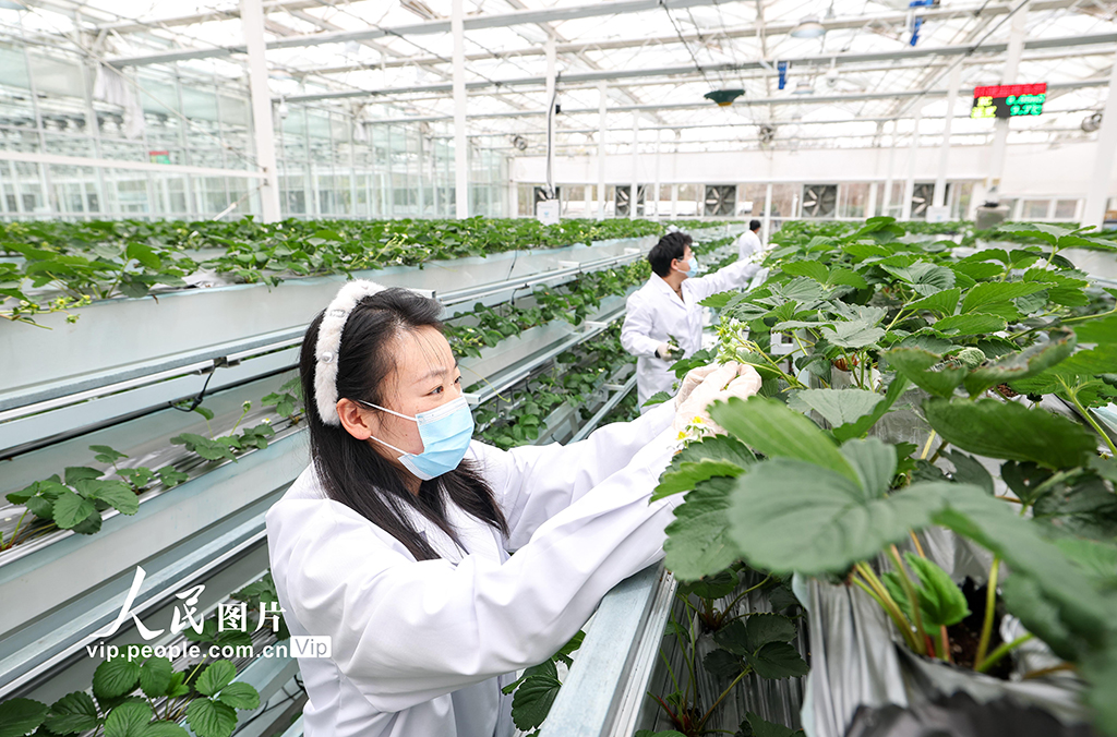 上海：實(shí)訓(xùn)基地學(xué)“智慧農(nóng)業(yè)”【3】