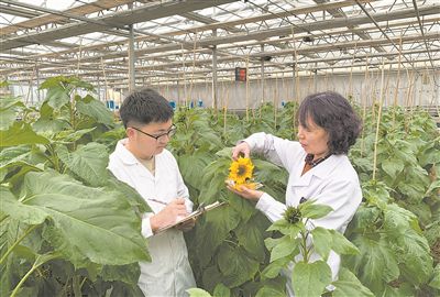 內(nèi)蒙古一家食葵種子企業(yè)的科研人員在現(xiàn)代智能溫室開(kāi)展向日葵抗病害觀察。新華社記者 李云平攝