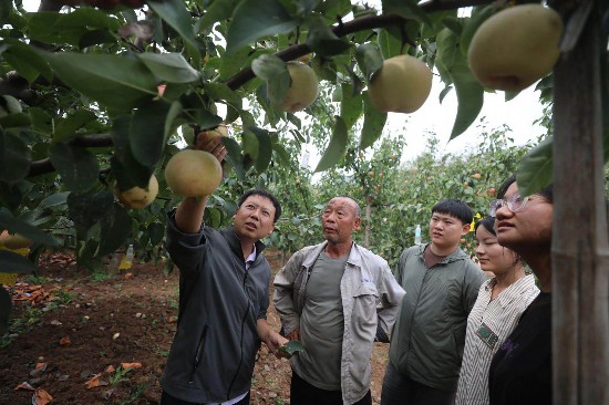 鄉(xiāng)村振興驛站團(tuán)隊(duì)教師向果農(nóng)講解“佛見(jiàn)喜梨”綠色防控技術(shù)