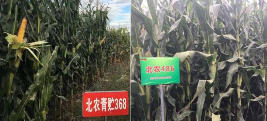 學(xué)校師生團(tuán)隊(duì)自主培育的高產(chǎn)、優(yōu)質(zhì)、多抗、廣適、易制種專用型青貯玉米品種