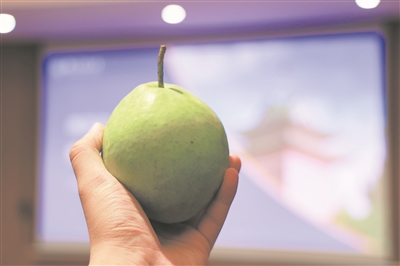 南京農(nóng)業(yè)大學(xué)培育的“寧梨早露”。受訪單位供圖