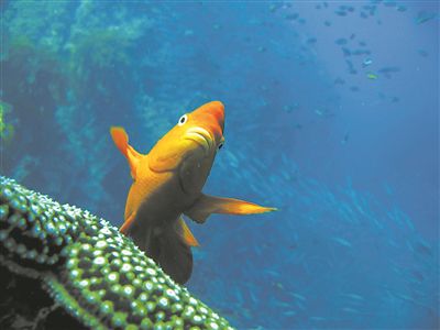 在南加州圣克萊門特島附近，一條加里波第魚在水中懸停。圖片來源：斯克里普斯海洋研究所