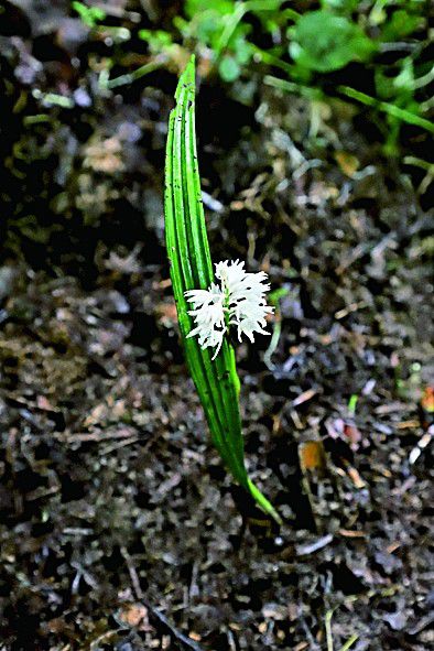 長(zhǎng)葉山蘭。重慶陰條嶺國(guó)家級(jí)自然保護(hù)區(qū)管理事務(wù)中心供圖